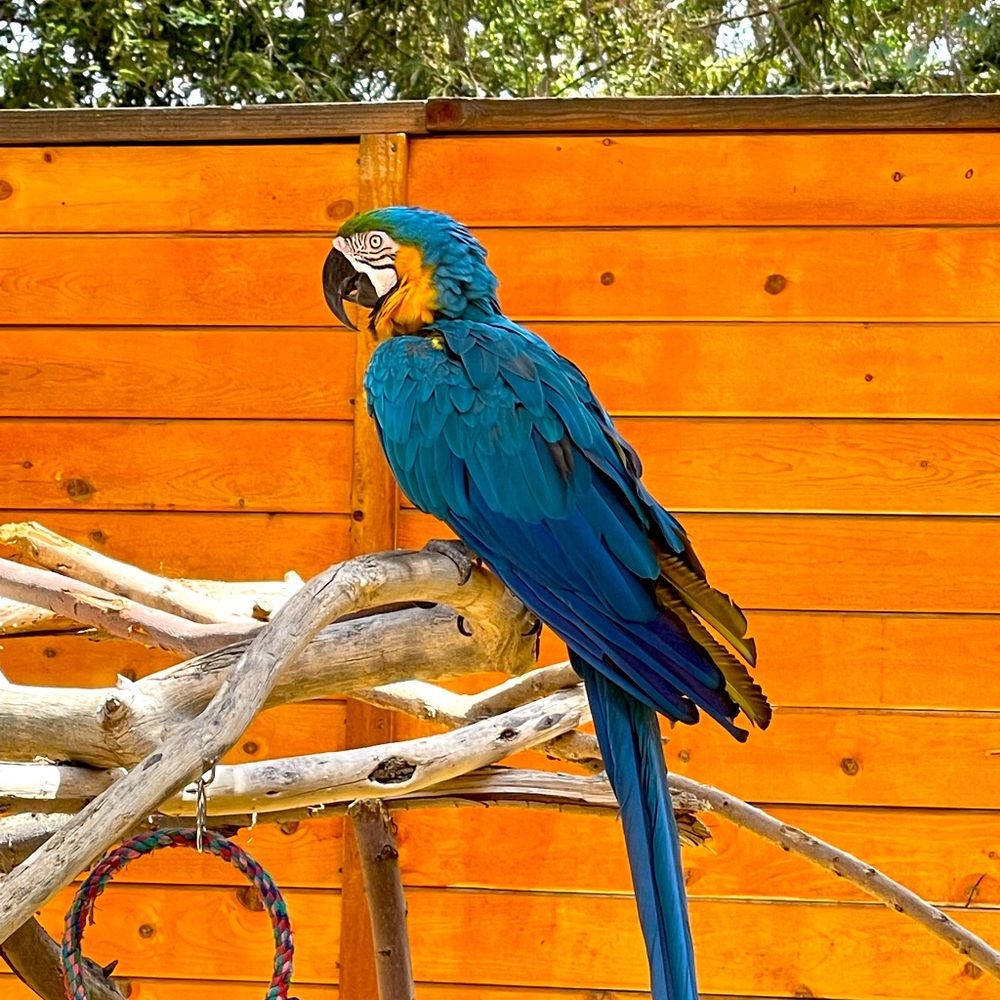 Love miss luna- the parrot